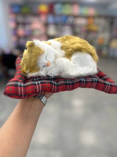 گربه خوابیده تشک دار